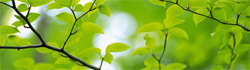green_leaves_sm